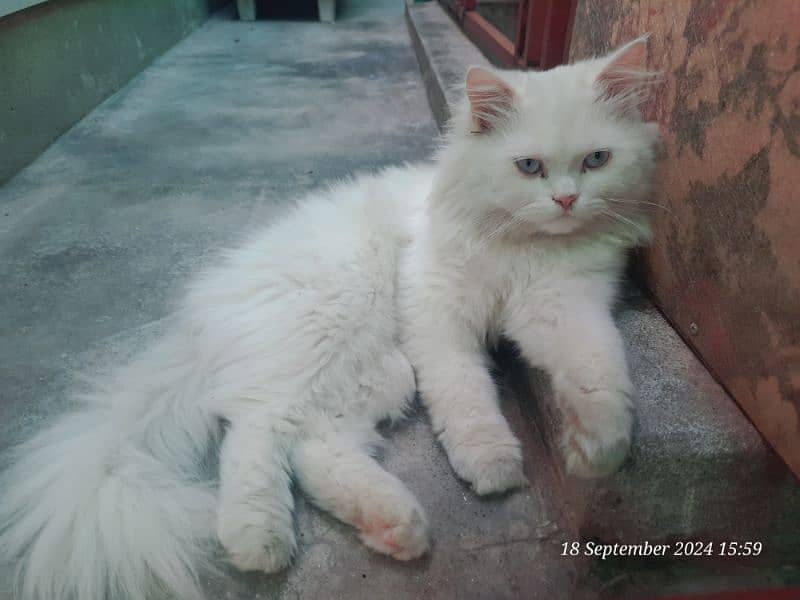 sale persion male cats 5