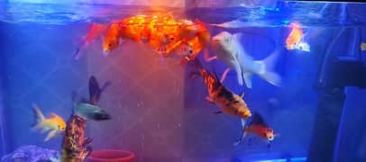 koi and Shabagan fishes for sale