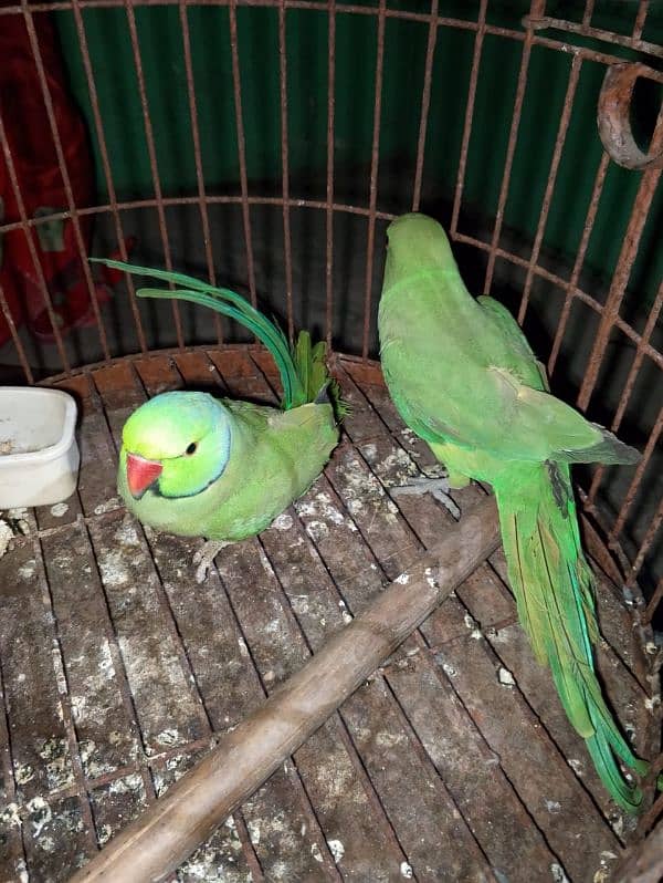 parrot 2