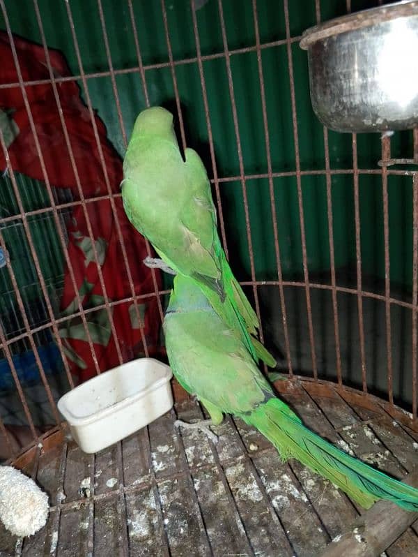 parrot 3