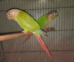 Conure