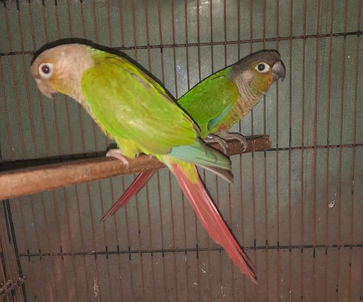 Conure Parrots (Pair) 0