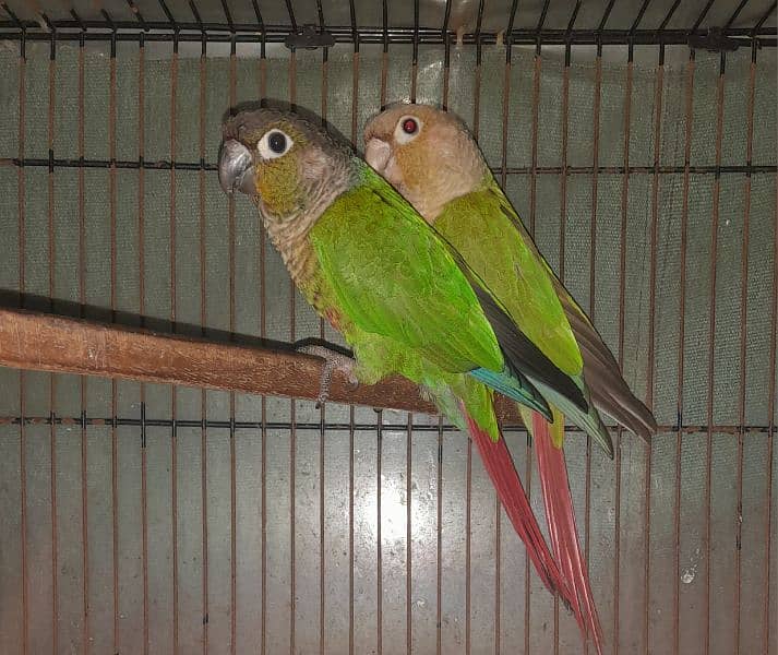 Conure Parrots (Pair) 1