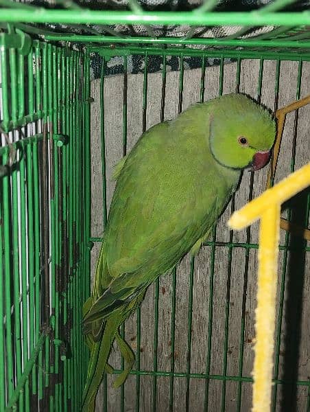 Green parrots 1