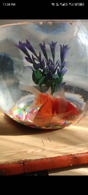 fish bowl with gold fish and one extra fish 0