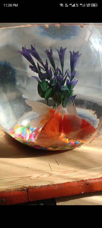 fish bowl with gold fish and one extra fish 1