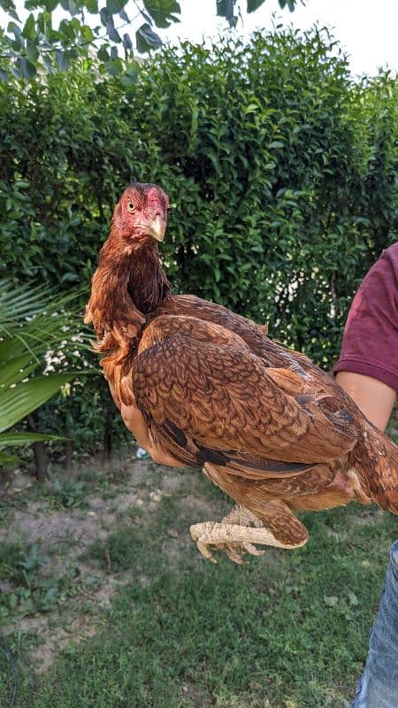 Assel Hens For Sale 2