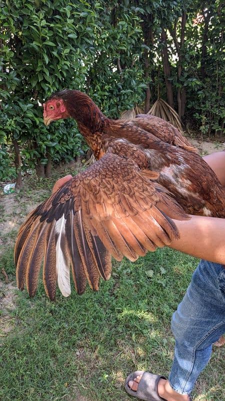 Assel Hens For Sale 3