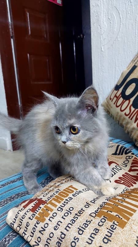 Persian Kittens 6