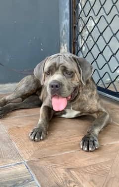 cane corso breeder female