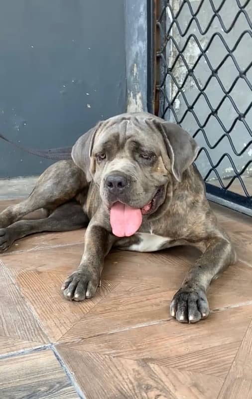 cane corso breeder female 0