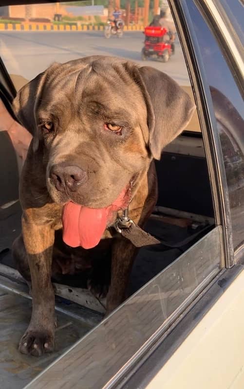 cane corso breeder female 1