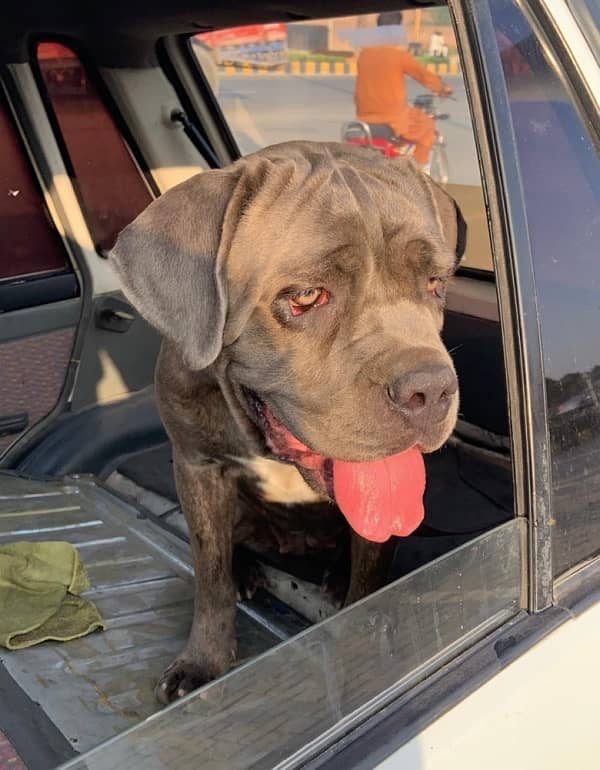 cane corso breeder female 2