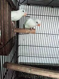 Albinored eyes split 100% breeder pair