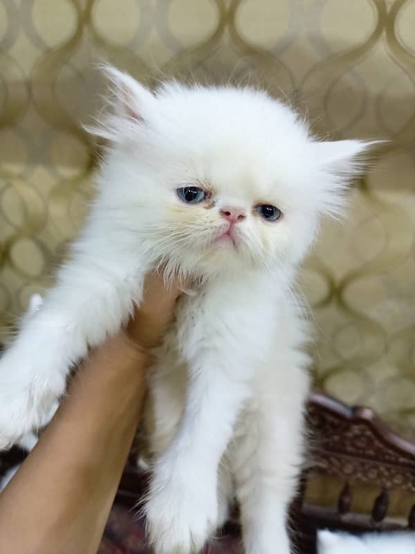 peke/peki punch face kittens 3