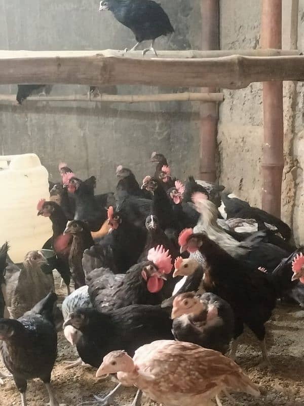 hens for sale 1