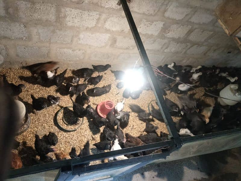 hens for sale 9