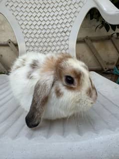 Rabbit | Holland Lop | Bunny Pair