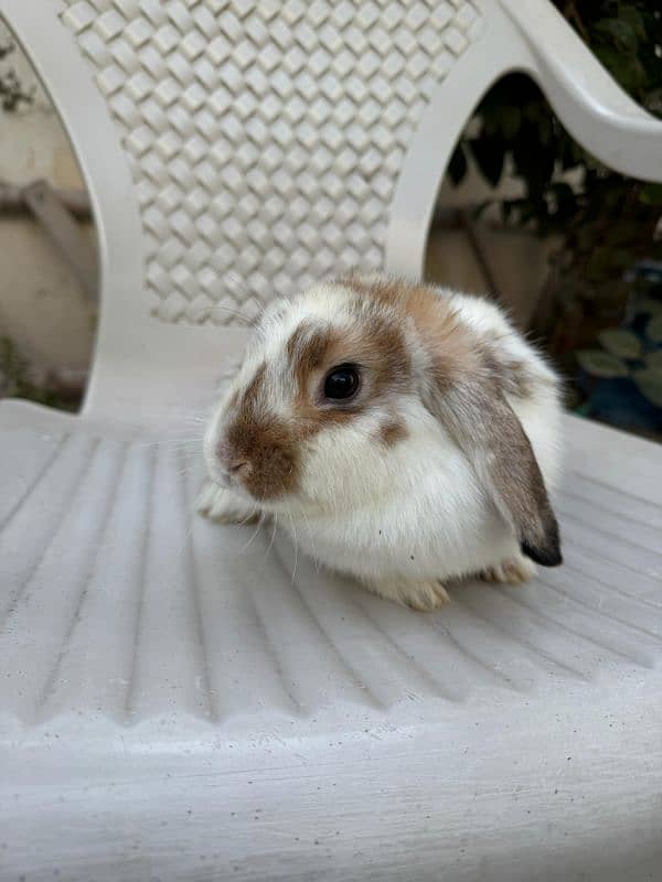 Rabbit | Holland Lop | Bunny Pair 1