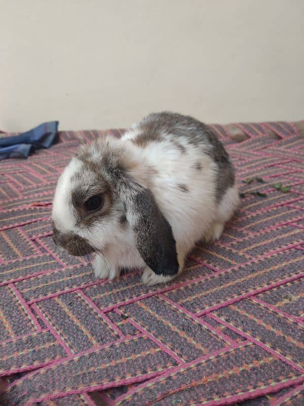 Rabbit | Holland Lop | Bunny Pair 2