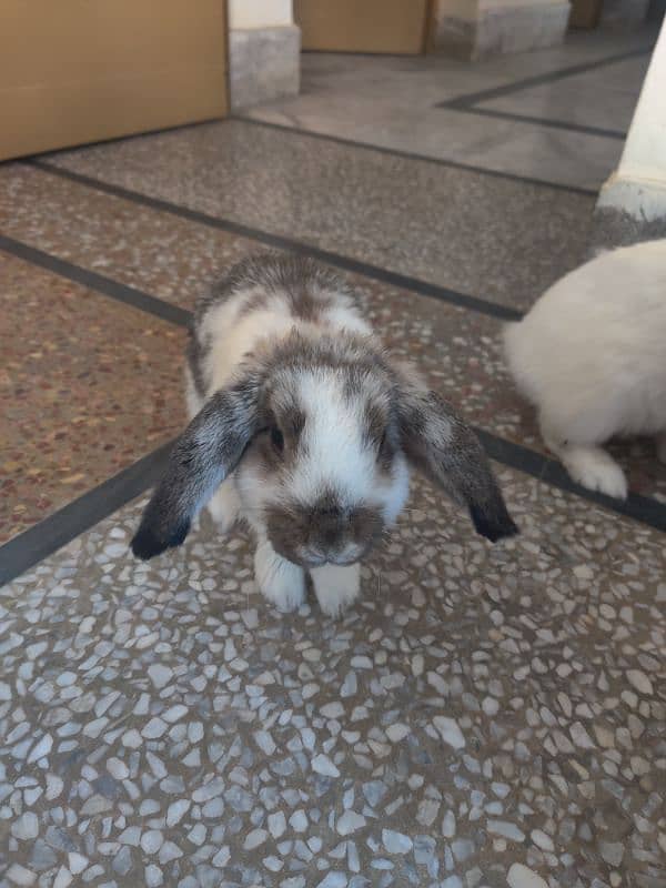 Rabbit | Holland Lop | Bunny Pair 3