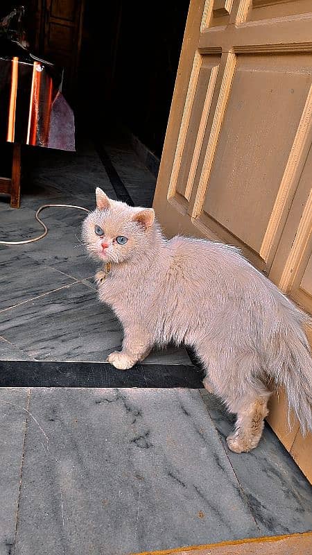 PURE PERSIAN TRIPLE COAT CAT WITH LONG , SMOOTH & SHAINY HAIRS 0