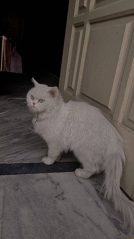 PURE PERSIAN TRIPLE COAT CAT WITH LONG , SMOOTH & SHAINY HAIRS 1