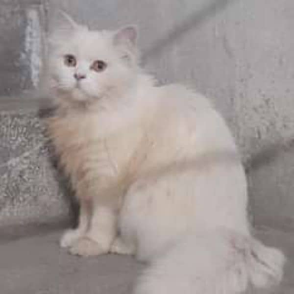 tripple coated white male cat (urgent) 1