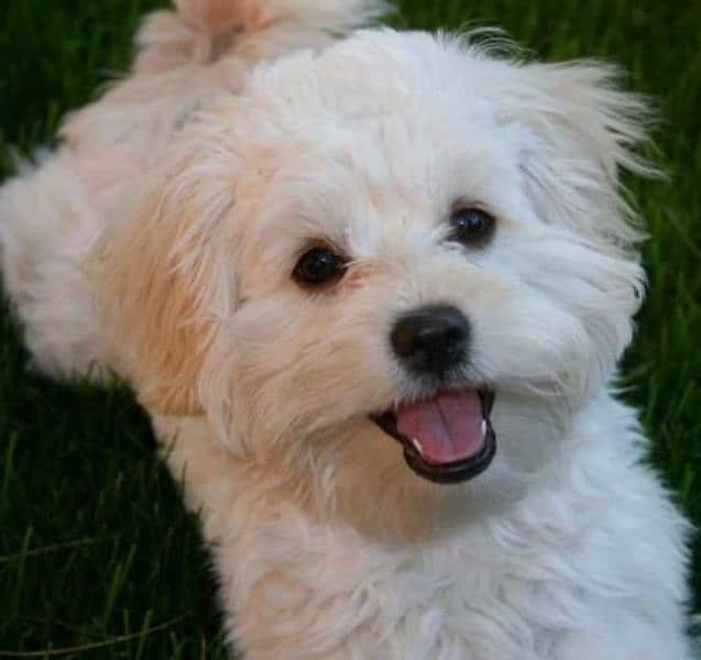 poodle terrier puppy for sale 1