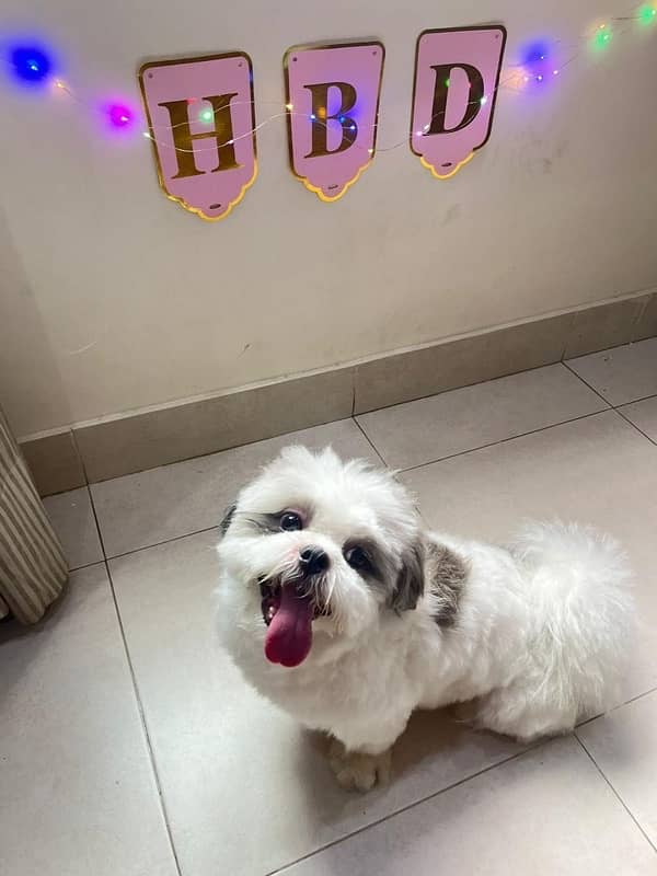 Adoption of Shih Tzu Dog at a Price 0