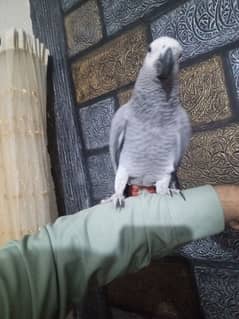 AFRICAN GRAY