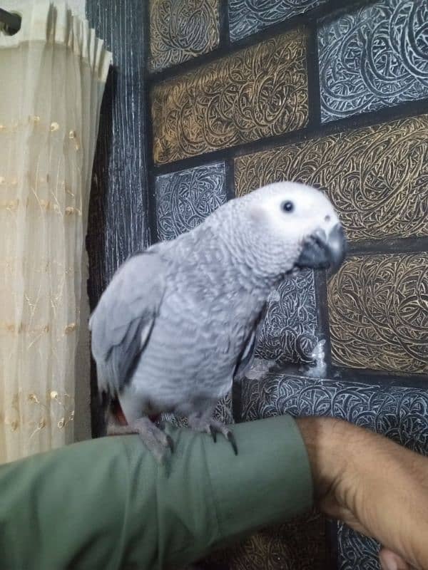 AFRICAN GRAY 1