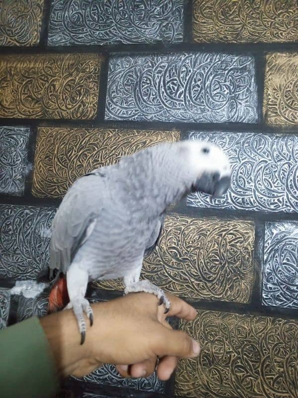 AFRICAN GRAY 2