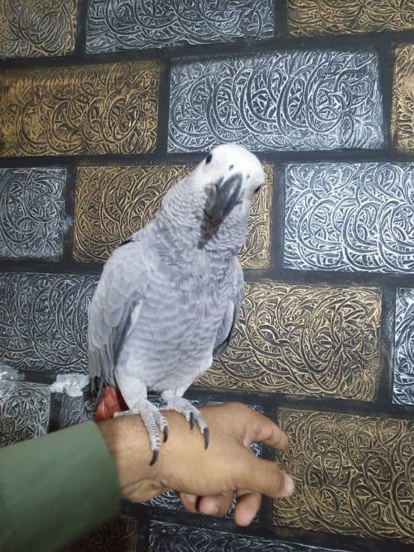 AFRICAN GRAY 3