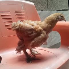 5  fency hens for sale urgent sale