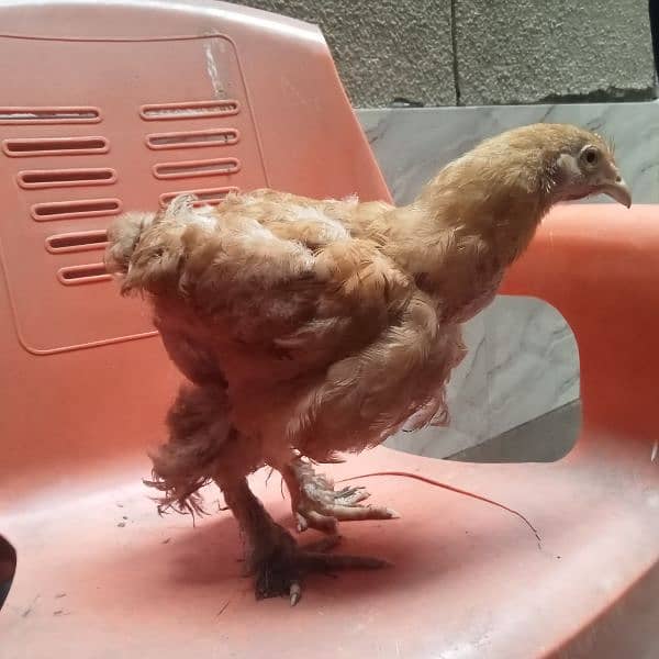 5  fency hens for sale urgent sale 0