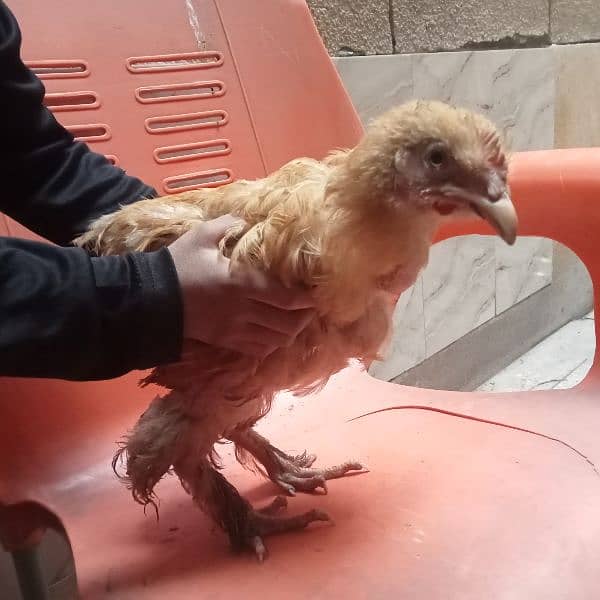 5  fency hens for sale urgent sale 1