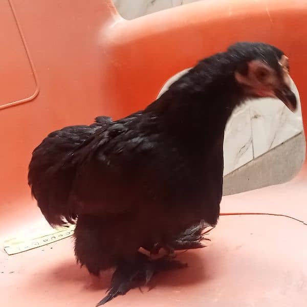 5  fency hens for sale urgent sale 3