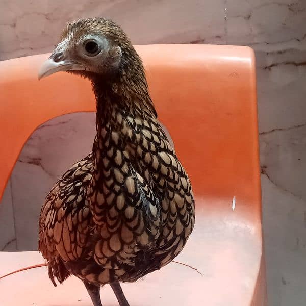 5  fency hens for sale urgent sale 4