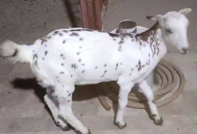 Bakra or bakri 2