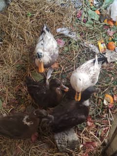 1 male and 4 female egg laying duck ducks for sale