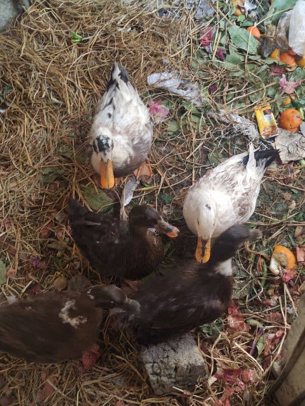 1 male and 4 female egg laying duck ducks for sale 0