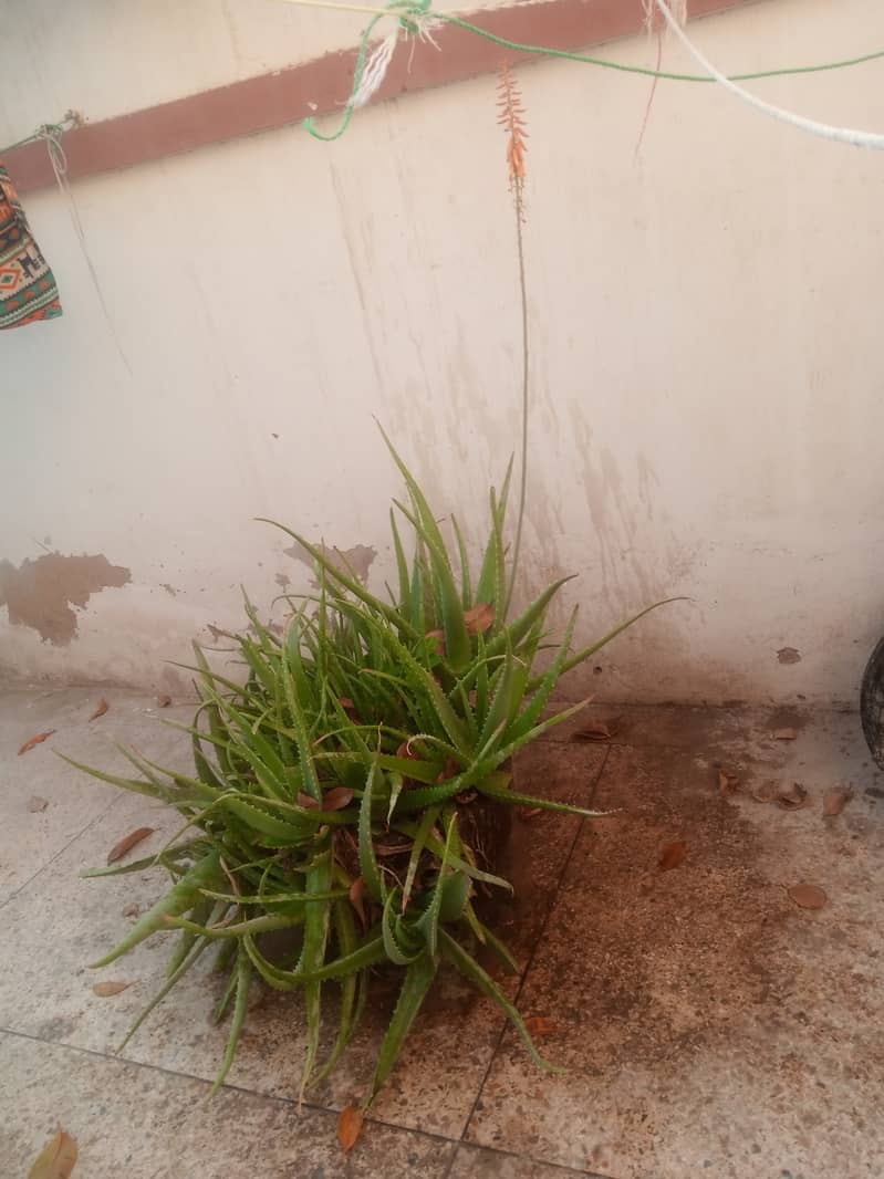 Aloe Vera plant  0