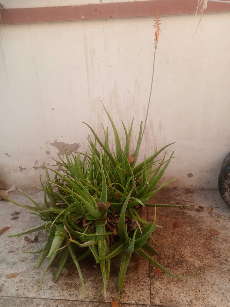 Aloe Vera plant  1