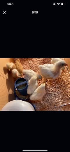 GOLDEN BUFF AND WHITE HEAVY BUFF CHICKS / COCHIN / BUFF COCHIN