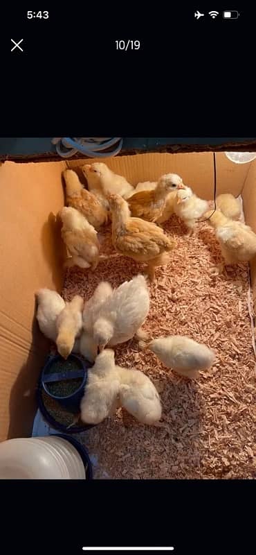 GOLDEN BUFF AND WHITE HEAVY BUFF CHICKS / COCHIN / BUFF COCHIN 1