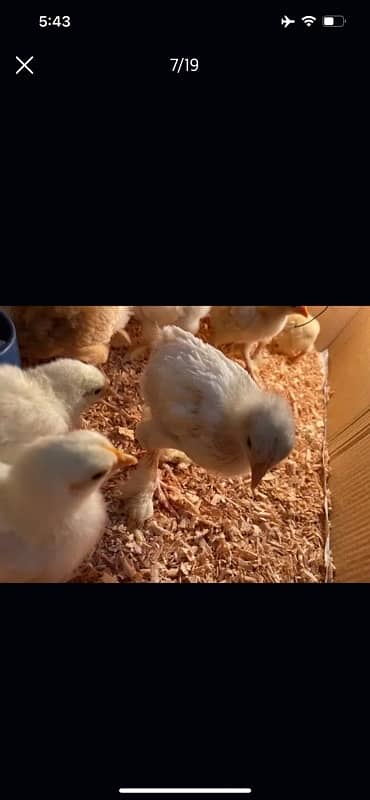 GOLDEN BUFF AND WHITE HEAVY BUFF CHICKS / COCHIN / BUFF COCHIN 2