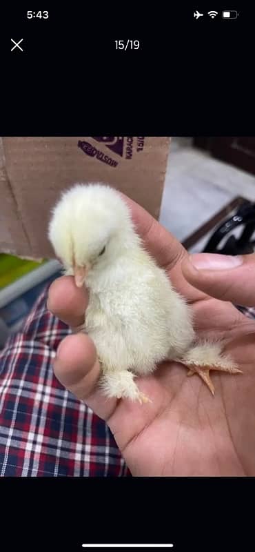 GOLDEN BUFF AND WHITE HEAVY BUFF CHICKS / COCHIN / BUFF COCHIN 3