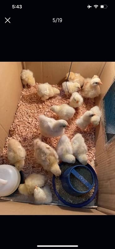 GOLDEN BUFF AND WHITE HEAVY BUFF CHICKS / COCHIN / BUFF COCHIN 4