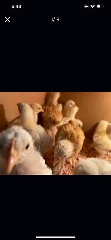 GOLDEN BUFF AND WHITE HEAVY BUFF CHICKS / COCHIN / BUFF COCHIN 5